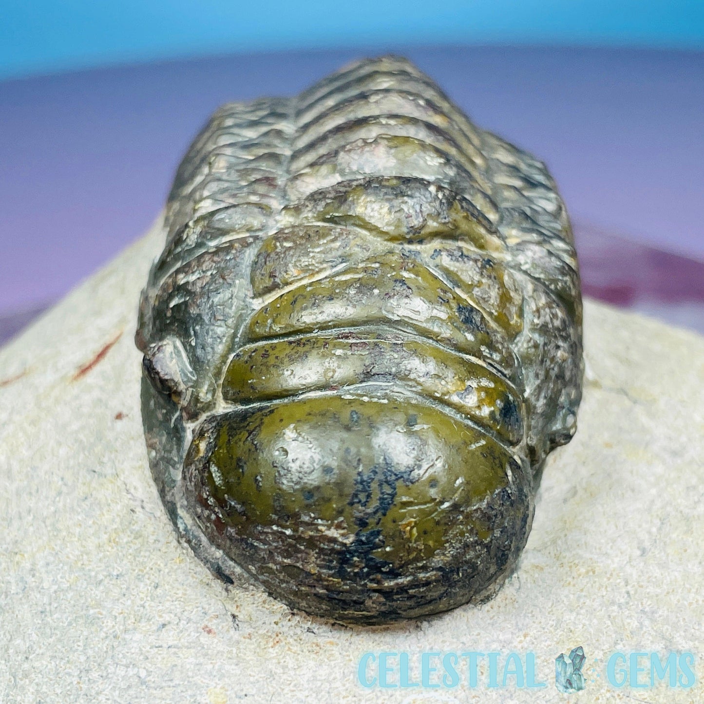 Rare Crotalocephalina Gibbus Trilobite High Quality Large Fossil