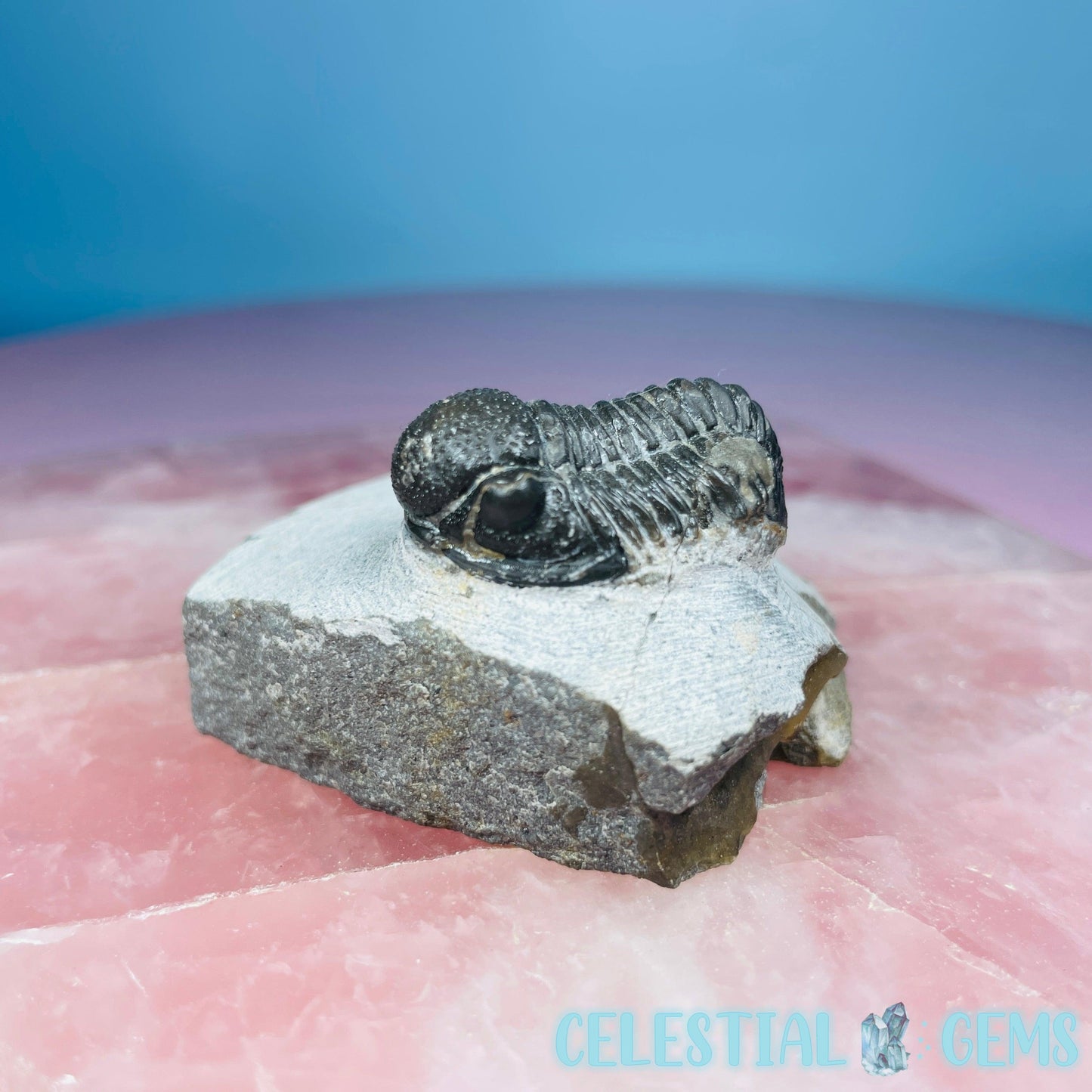 Reedops Trilobite Small Fossil