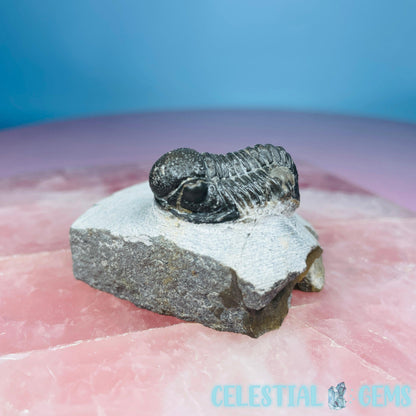 Reedops Trilobite Small Fossil