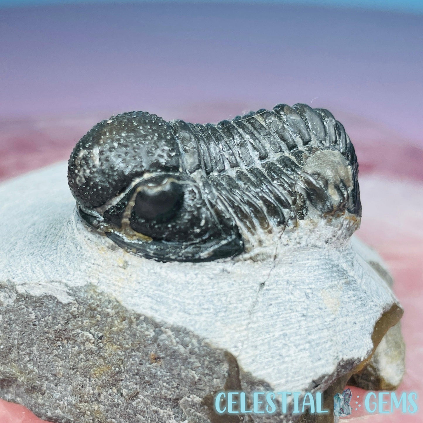 Reedops Trilobite Small Fossil