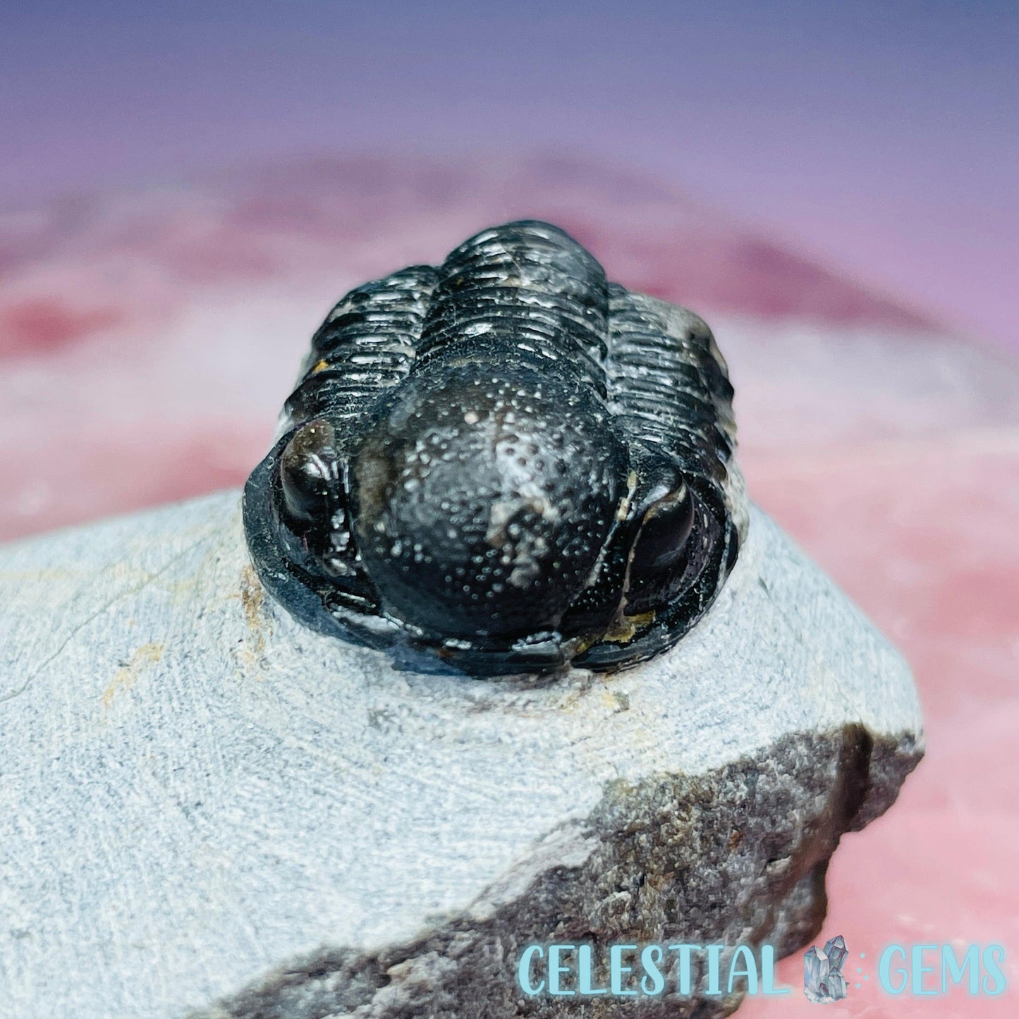 Reedops Trilobite Small Fossil