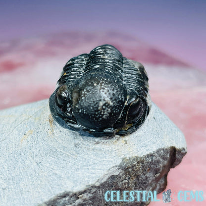 Reedops Trilobite Small Fossil