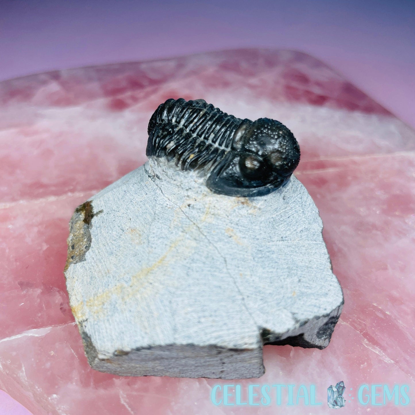 Reedops Trilobite Small Fossil