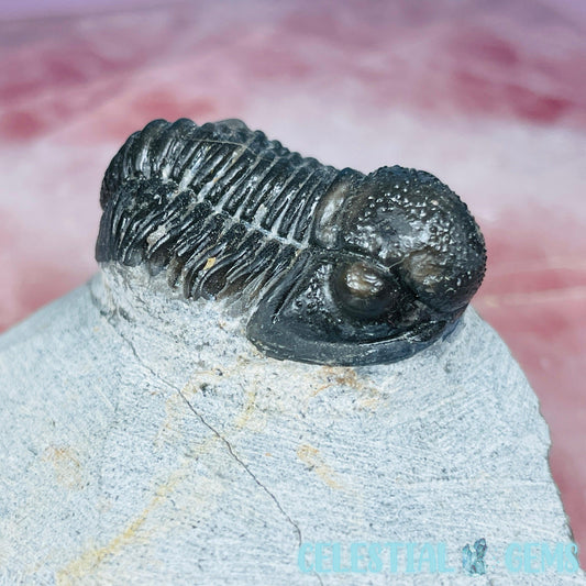 Reedops Trilobite Small Fossil