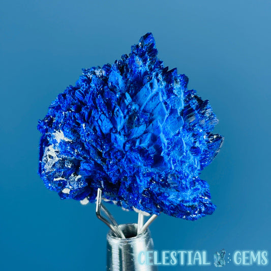 Grade A Gem Azurite Crystalline Cluster Mini Specimen (Video)