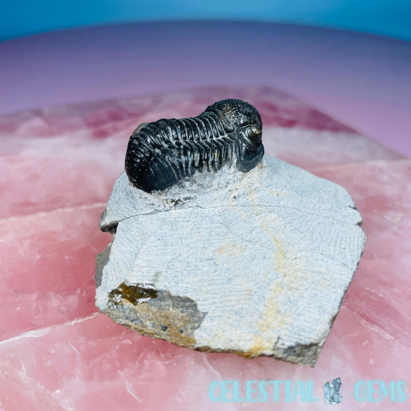 Reedops Trilobite Small Fossil