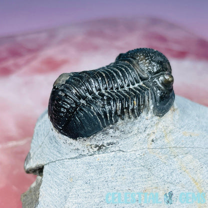 Reedops Trilobite Small Fossil