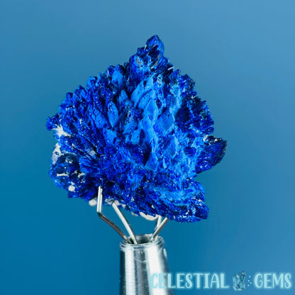 Grade A Gem Azurite Crystalline Cluster Mini Specimen (Video)