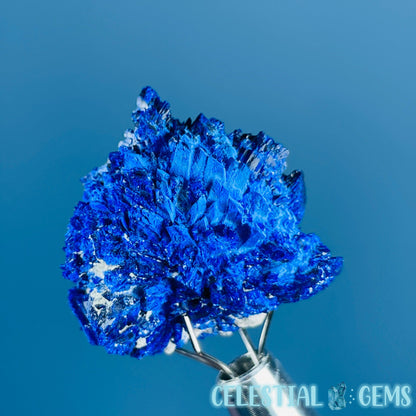 Grade A Gem Azurite Crystalline Cluster Mini Specimen (Video)