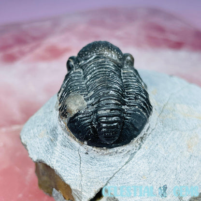 Reedops Trilobite Small Fossil