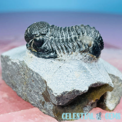 Reedops Trilobite Small Fossil