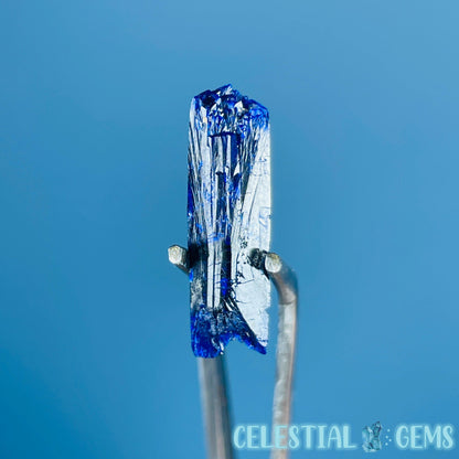 Grade A Gem Azurite Crystalline Mini Specimen (Video)