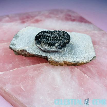 Reedops Trilobite Small Fossil