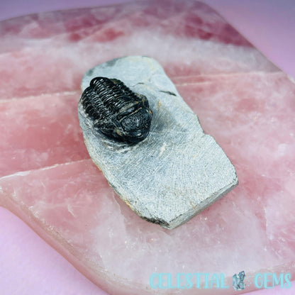 Reedops Trilobite Small Fossil