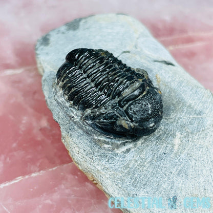 Reedops Trilobite Small Fossil