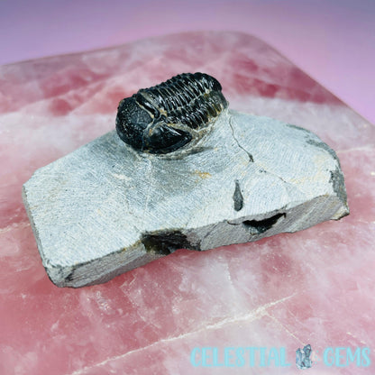 Reedops Trilobite Small Fossil