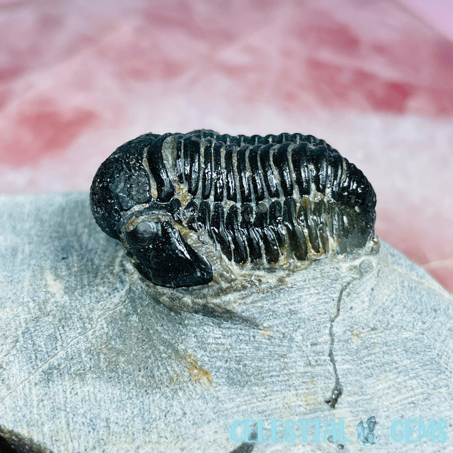 Reedops Trilobite Small Fossil