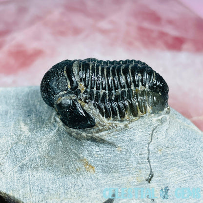 Reedops Trilobite Small Fossil