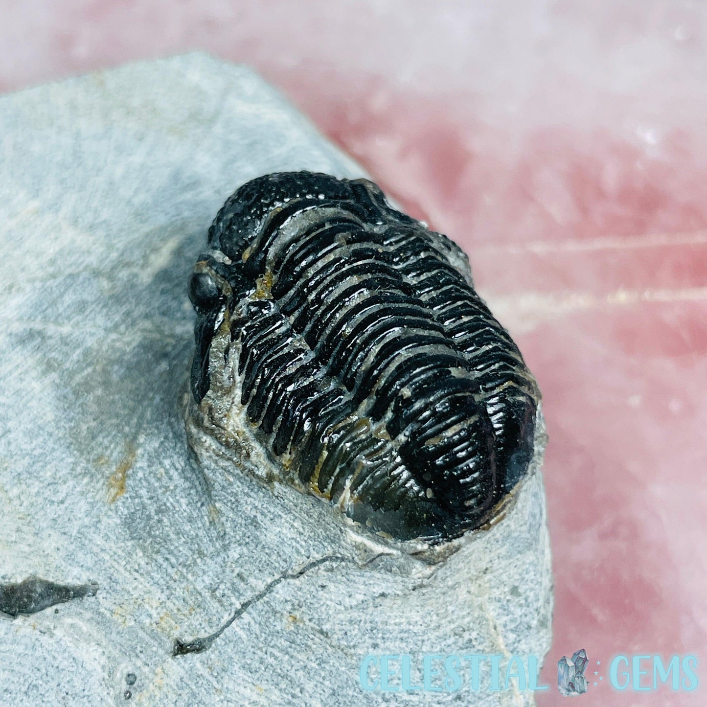 Reedops Trilobite Small Fossil