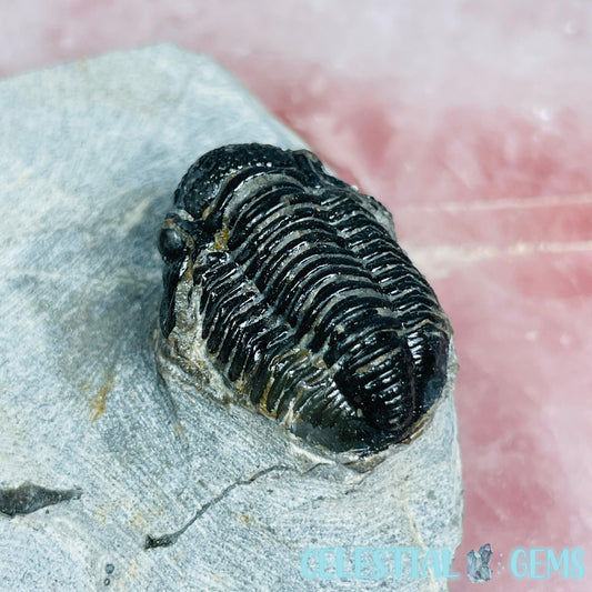 Reedops Trilobite Small Fossil