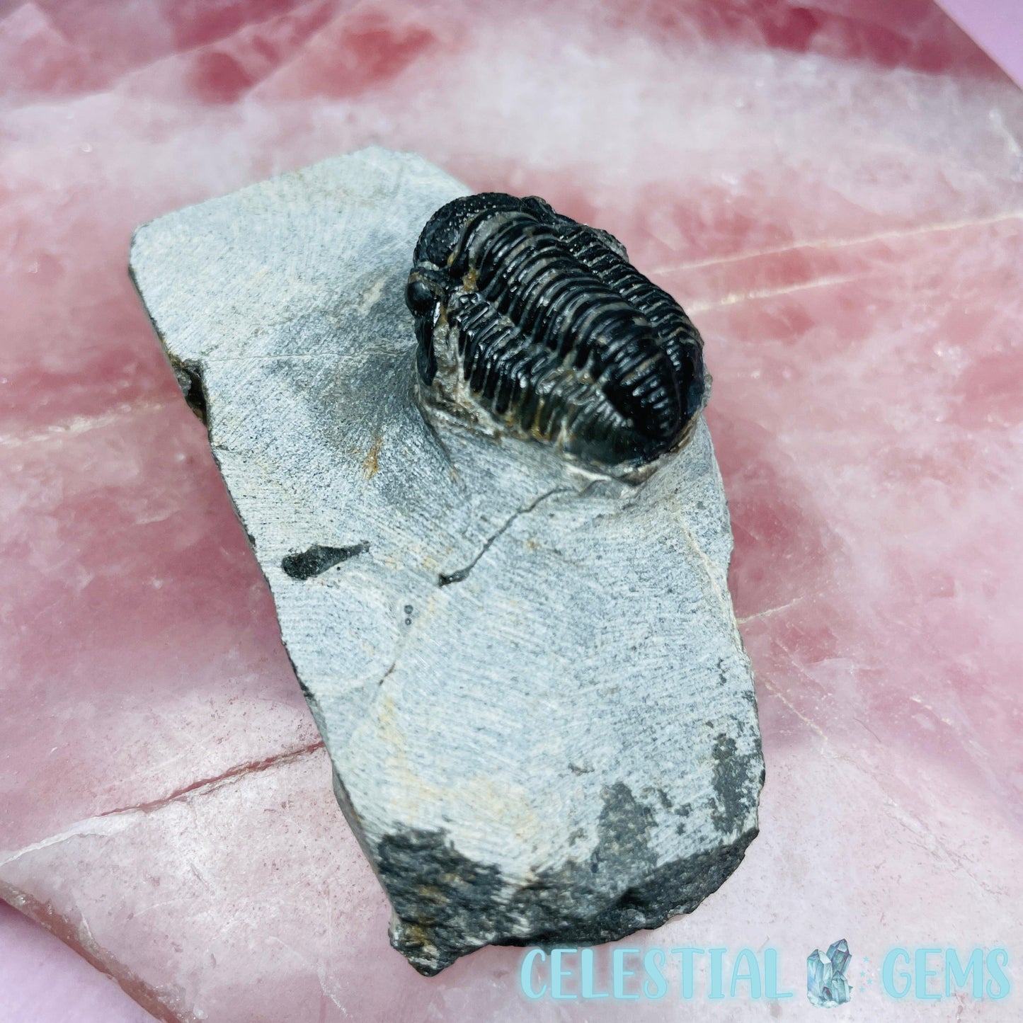 Reedops Trilobite Small Fossil
