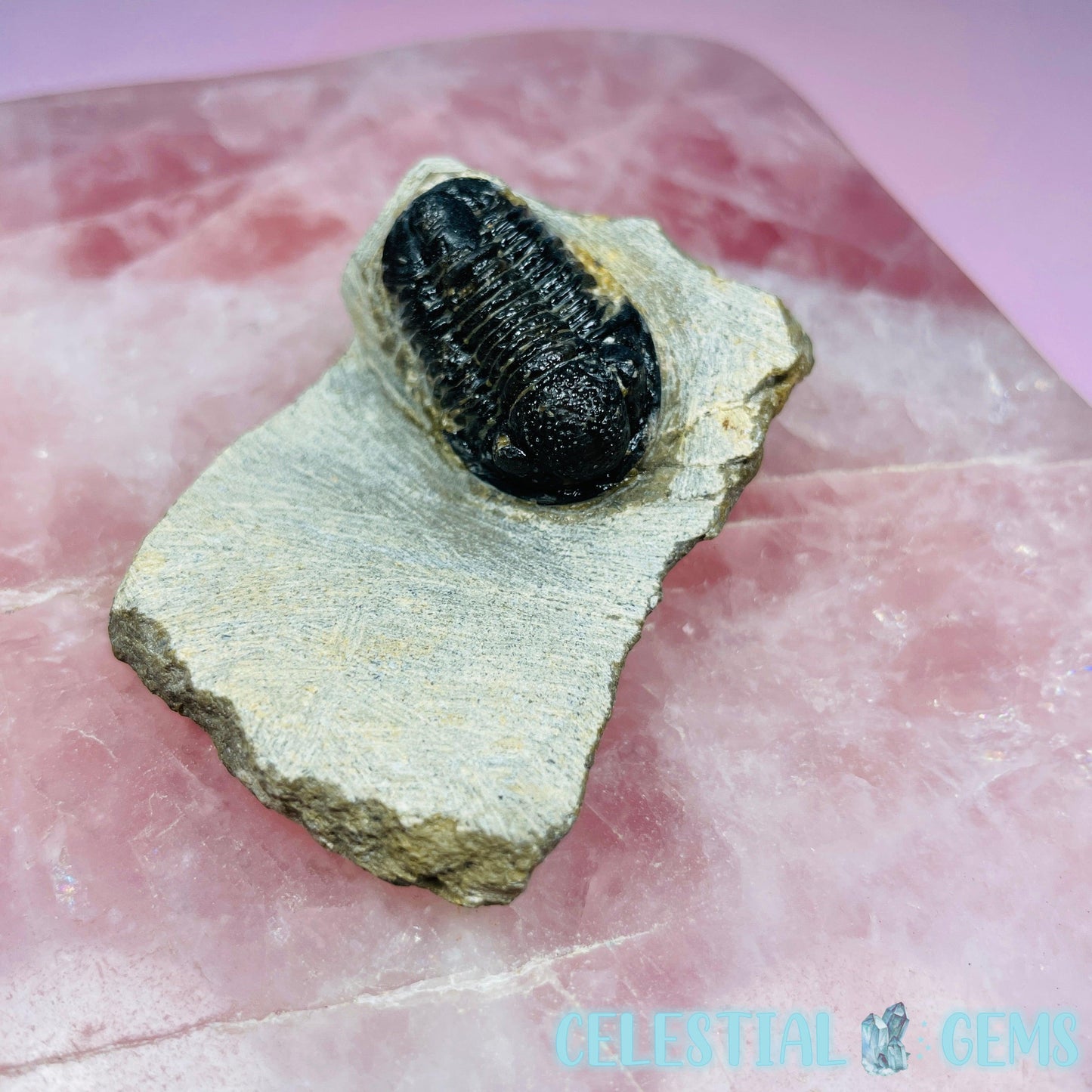 Reedops Trilobite Small Fossil