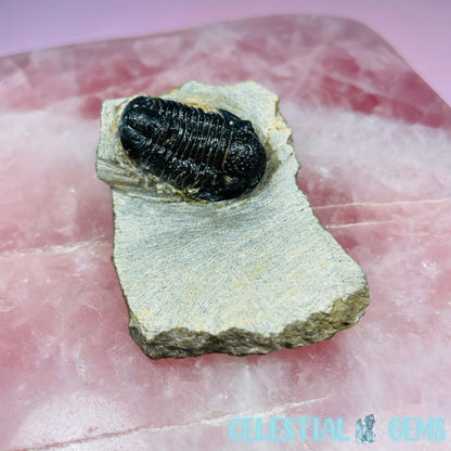 Reedops Trilobite Small Fossil