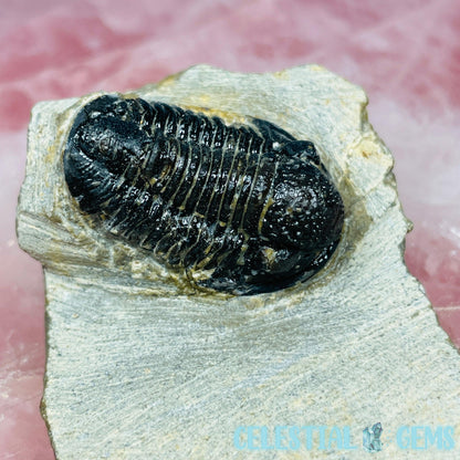 Reedops Trilobite Small Fossil
