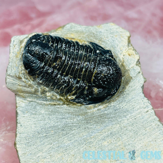 Reedops Trilobite Small Fossil
