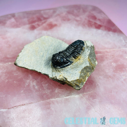 Reedops Trilobite Small Fossil