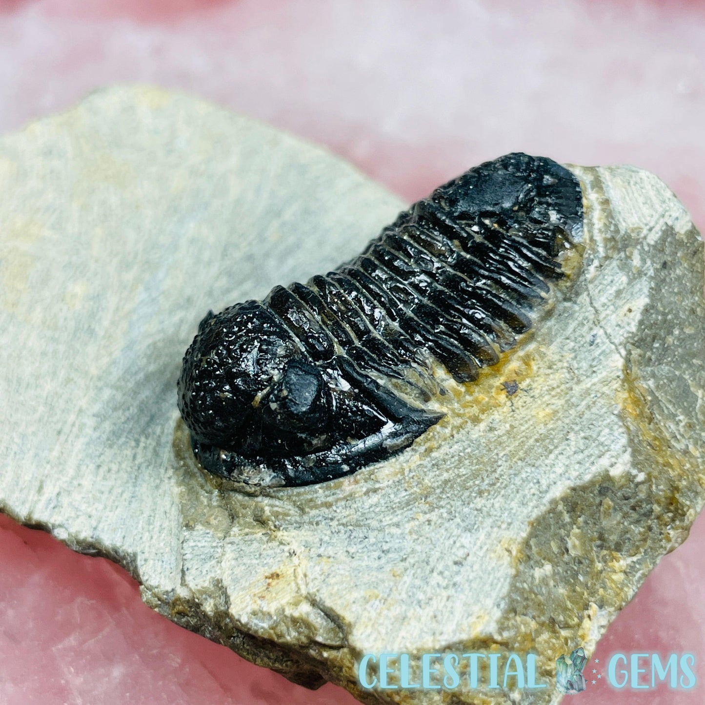 Reedops Trilobite Small Fossil