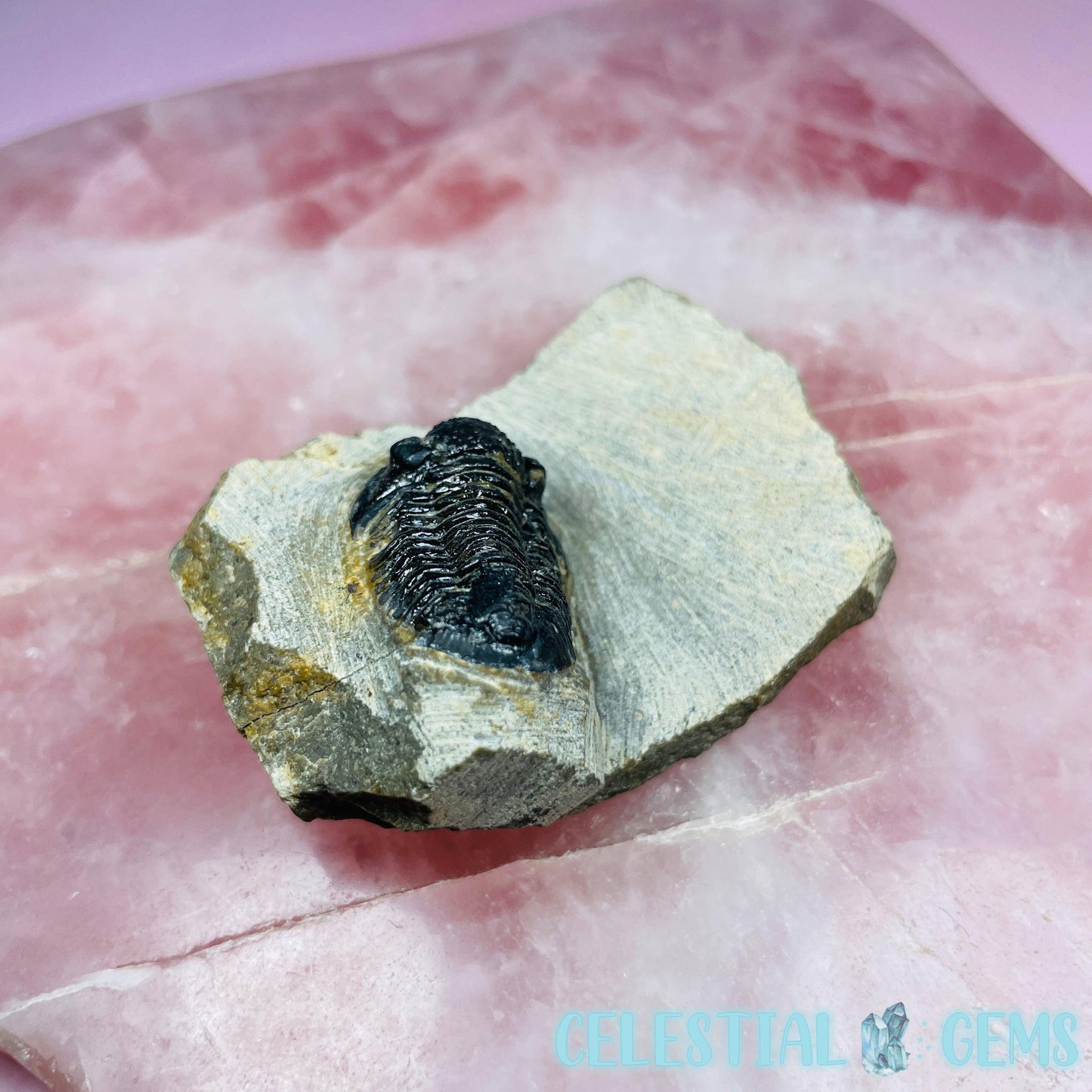 Reedops Trilobite Small Fossil