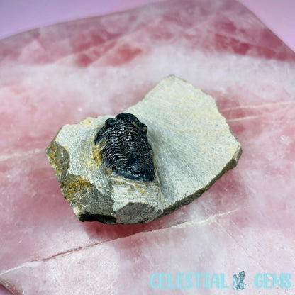 Reedops Trilobite Small Fossil