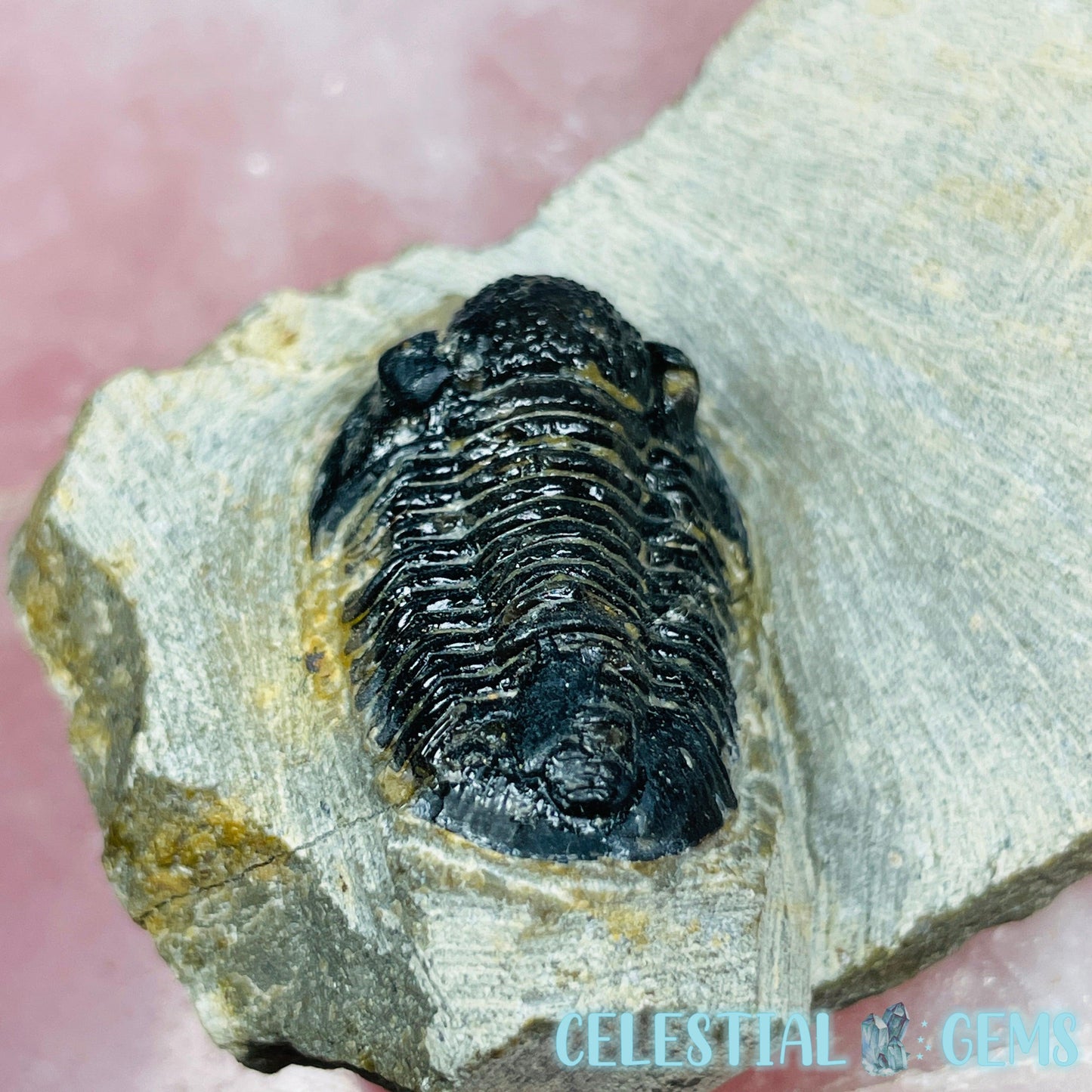 Reedops Trilobite Small Fossil
