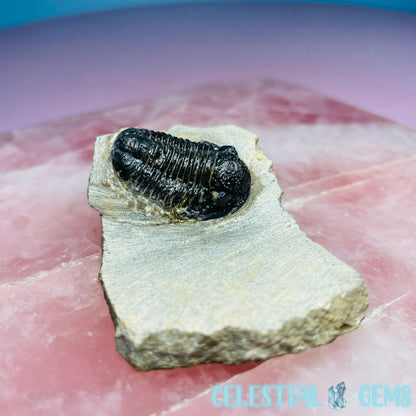 Reedops Trilobite Small Fossil