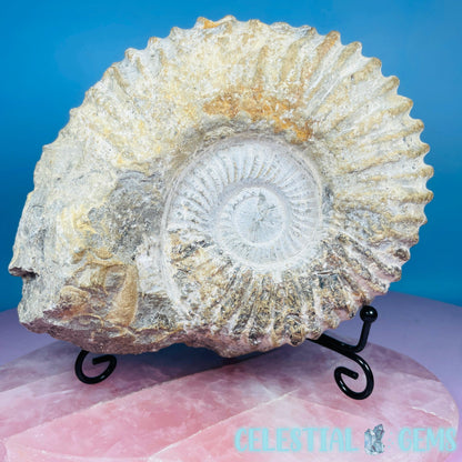 Agadir Ammonite Large Fossil Shell