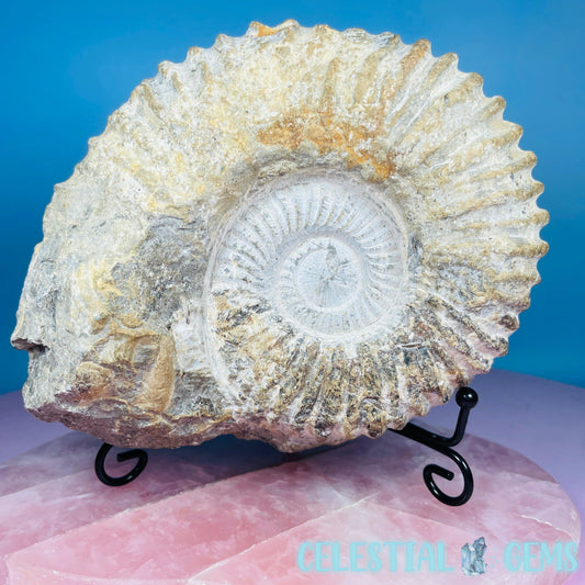 Agadir Ammonite Large Fossil Shell