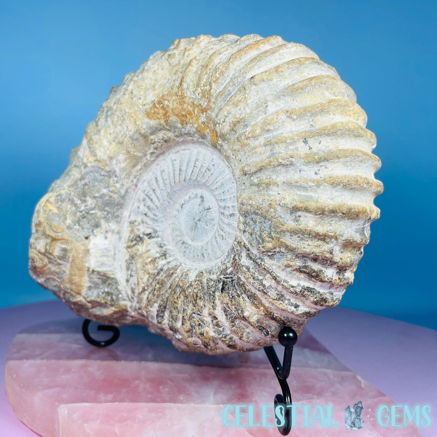 Agadir Ammonite Large Fossil Shell