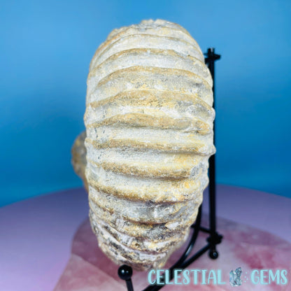 Agadir Ammonite Large Fossil Shell