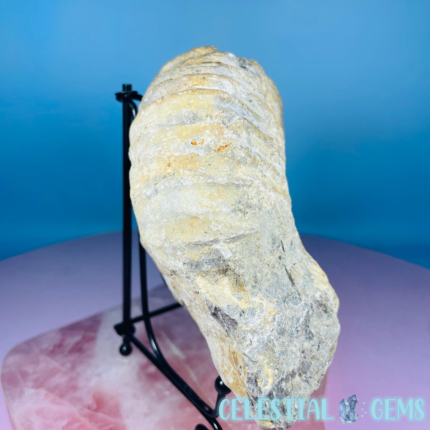 Agadir Ammonite Large Fossil Shell