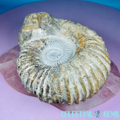 Agadir Ammonite Large Fossil Shell