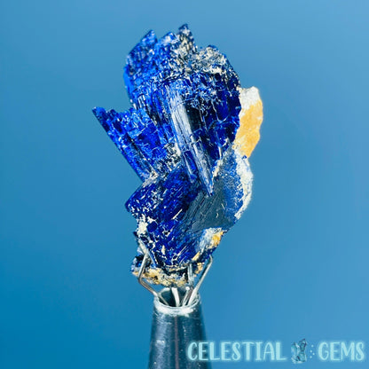 Grade A Gem Azurite Crystalline Cluster Mini Specimen (Video)