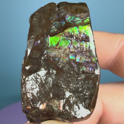 Rare Ammolite Fossil Gemstone Specimen, Canada (Video)