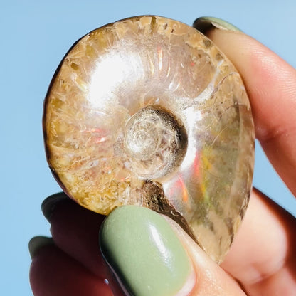 Flashy Ammonite Fossil Shell Small Specimen (Video)