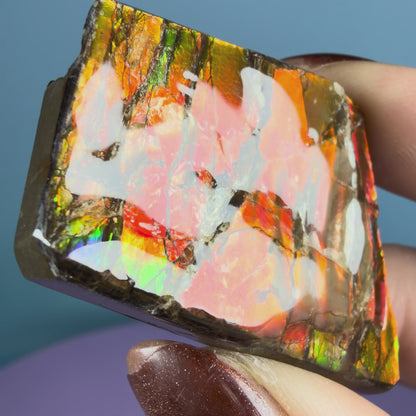 Rare Ammolite Fossil Gemstone Specimen, Canada (Video)