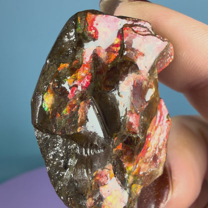 Rare Ammolite Fossil Gemstone Specimen, Canada (Video)