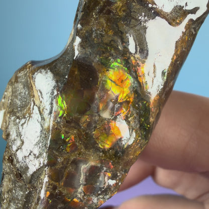 Rare Ammolite Fossil Gemstone Specimen, Canada (Video)