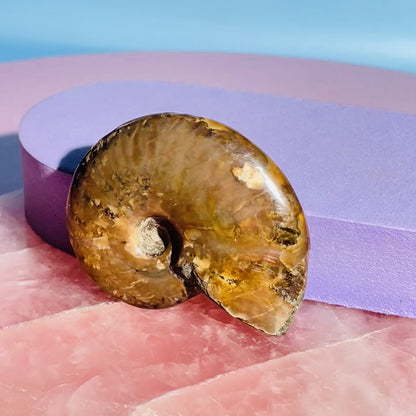 Flashy Ammonite Fossil Shell Small Specimen (Video)