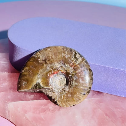 Flashy Ammonite Fossil Shell Small Specimen (Video)