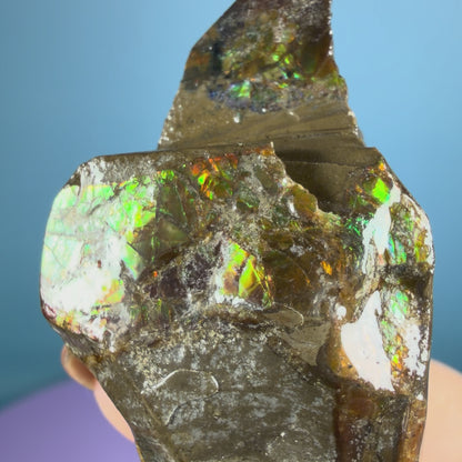 Rare Ammolite Fossil Gemstone Specimen, Canada (Video)